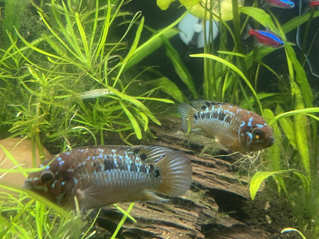 Ivanacara Bimaculata
