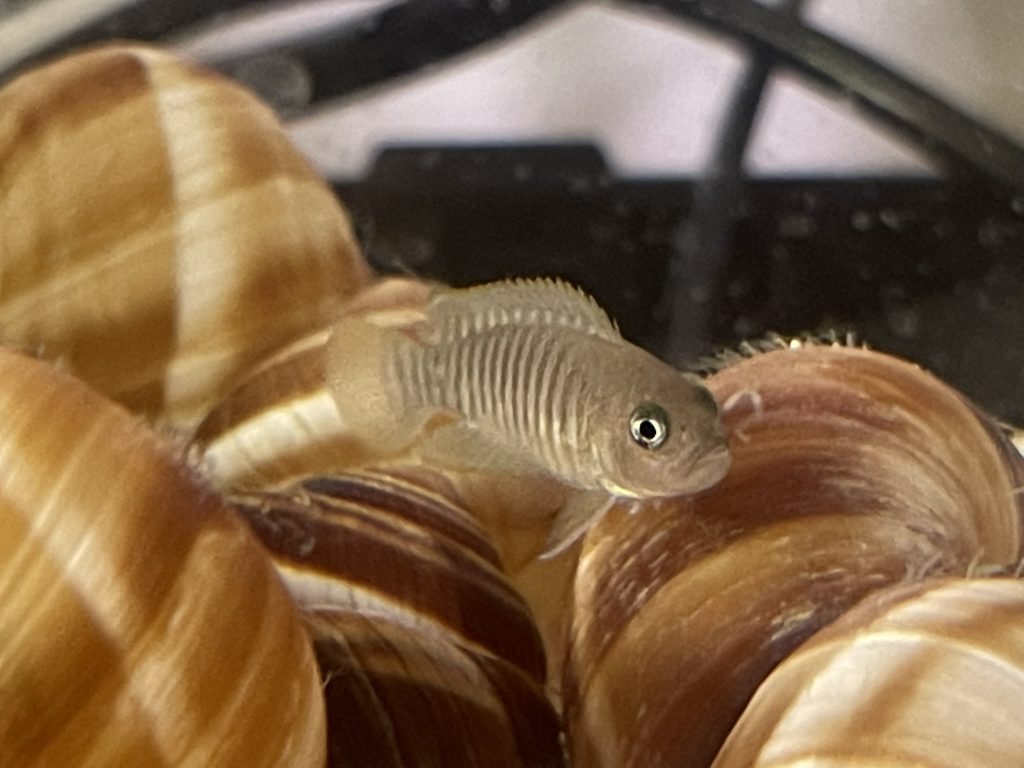 NeoLamprologus Multifaciatus