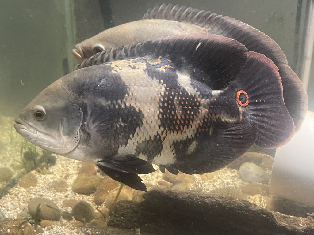 Wild Caught Oscar